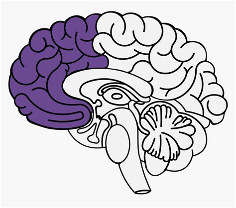 Diencephalon Location Hd Png Download Transparent Png Image Pngitem