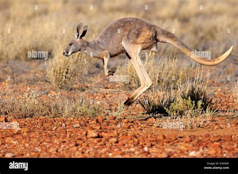 Red Kangaroo Macropus Rufus Adult Female Jumping Sturt National