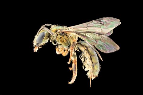 Colorful New Bee Species Discovered In Fiji But Extinction From