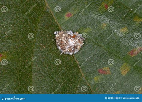 Green Lacewing Larva stock photo. Image of detail, natural - 228541938