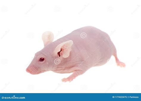 Hairless Albino Mouse Mus Musculus Isolated On White Stock Image