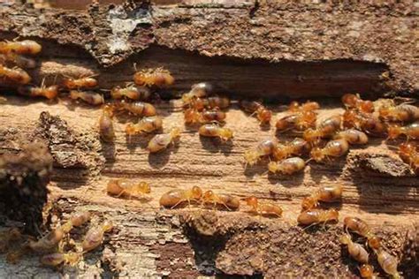 Blog 3 Reasons Termites Invade Houston Homes