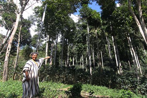 Dan S Millones Al Minam Para Consevar Bosques Amaz Nicos Diario Ahora