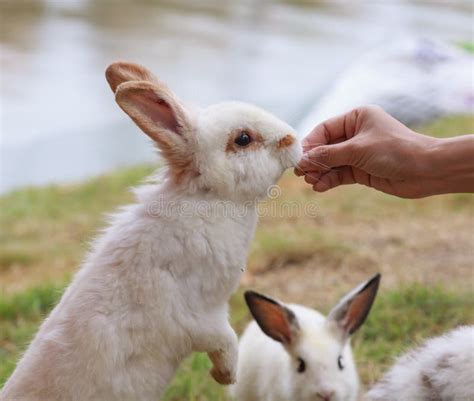 Feeding A Rabbit Stock Photo Image Of Give Rabbit Feed 44228148