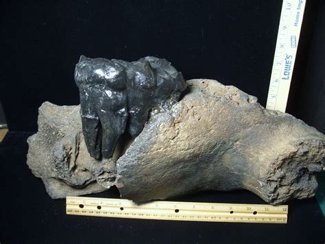 American Mastodon Molar C The Stones Bones Collection