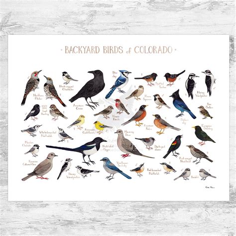 Colorado Backyard Birds Field Guide Art Print Kate Dolamore Art