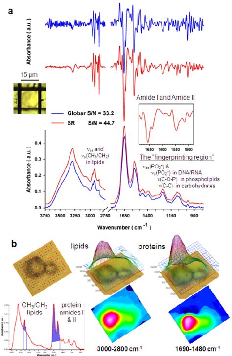 Fourier Transform Infrared Microspectroscopy Microft Ir On Individual