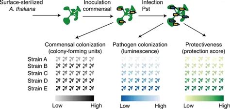 Nature Microbiology 研究揭示拟南芥叶片微生物群对抗病原细菌的保护作用！ 知乎