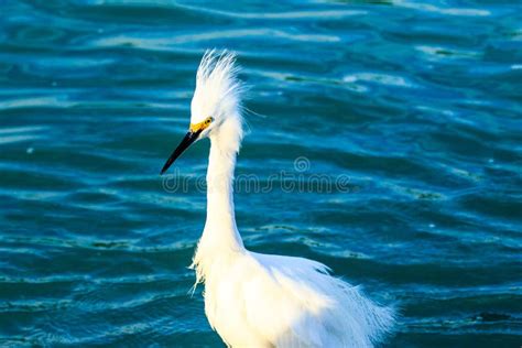 Snowy Egret With Wind Venice Florida Stock Photo Image Of Wing