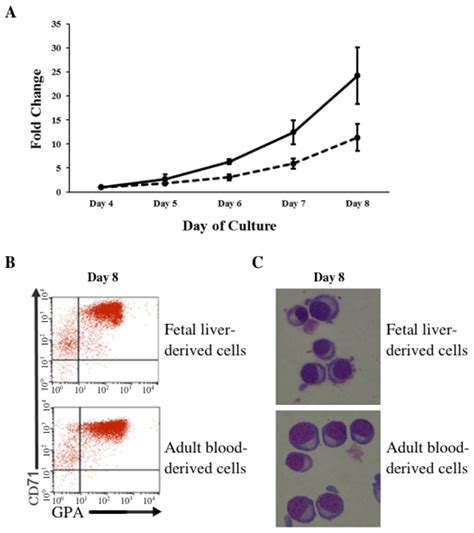 Comparison Of Gene Expression Profiles Between Human Erythroid Cells