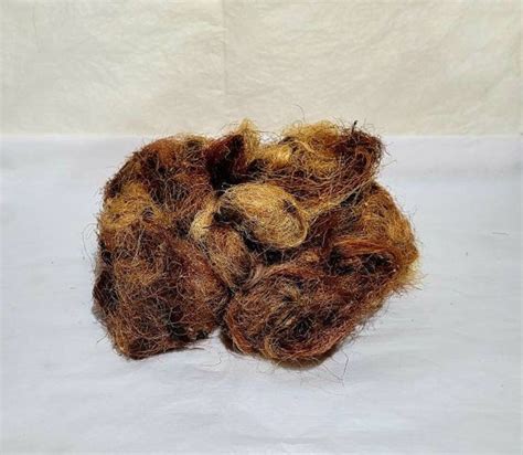 Dried Corn Silk For Crafts Etsy