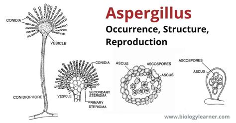 Aspergillus Occurrence Structure Reproduction