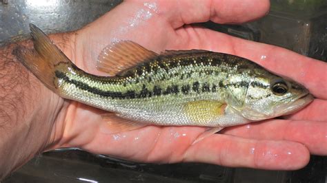 Maryland Biodiversity Project Largemouth Bass Micropterus Nigricans