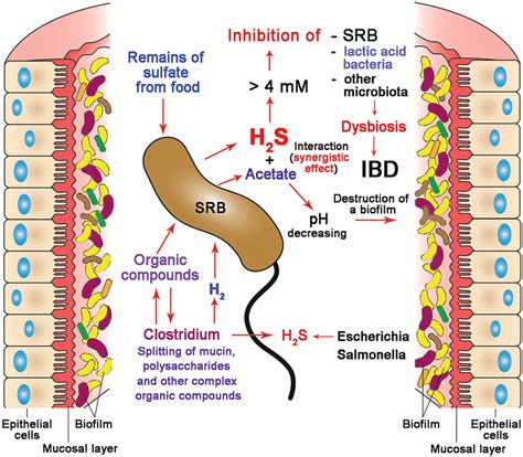 Generalization Schema Of Effect Of H2s On Srb And Other Microbial