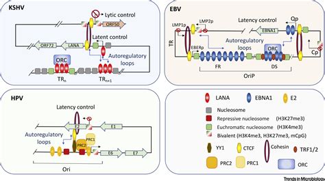 Control Of Viral Latency By Episome Maintenance Proteins Trends In