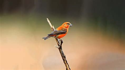 British Finches Identification Guide And Songs Woodland Trust