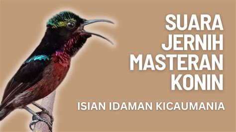 Masteran Konin Gacor Untuk Masteran Murai Batu Masteran Kacer Masteran Cucak Ijo Dll Terbaru ‼