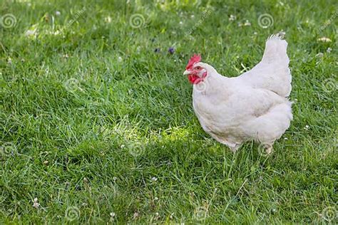 Leghorn Chicken Stock Photo Image Of Breeding Fowl 98938702