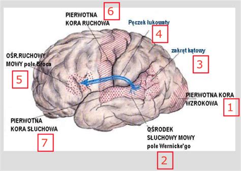 Obszary mózgu związane z mową Diagram Quizlet