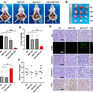 The MBim DMP 039 Complex Inhibited Abdominal Cavity Metastatic Tumor