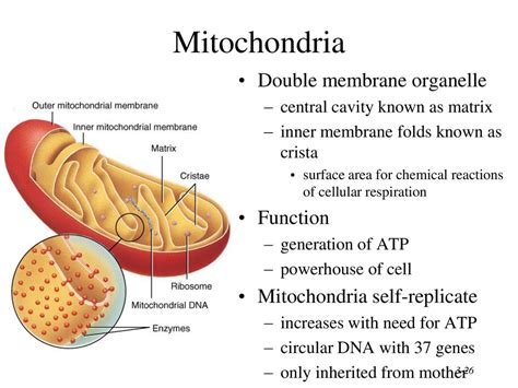 Chapter 3 The Cellular Level Of Organization Ppt Download