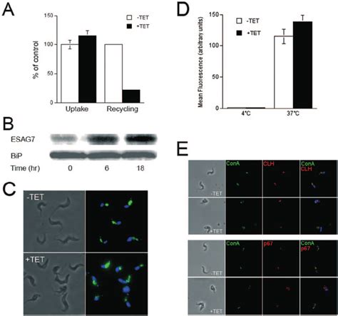 TbRAB11 RNAi Blocks Transferrin Recycling And Endocytic Trafficking Of