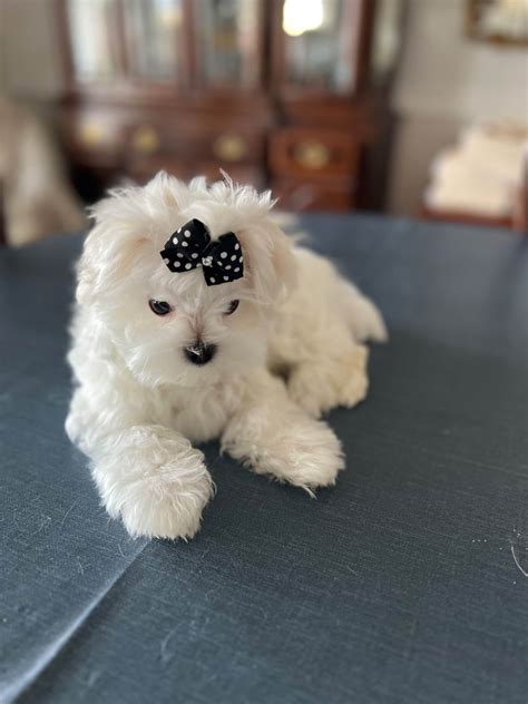 Teacup Maltipoo Puppies For Sale Melbourne Wordpress 331561 1541677