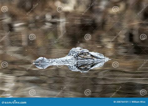 Young Alligator Swimming In Okefenokee Swamp Eyes Peering Out Of