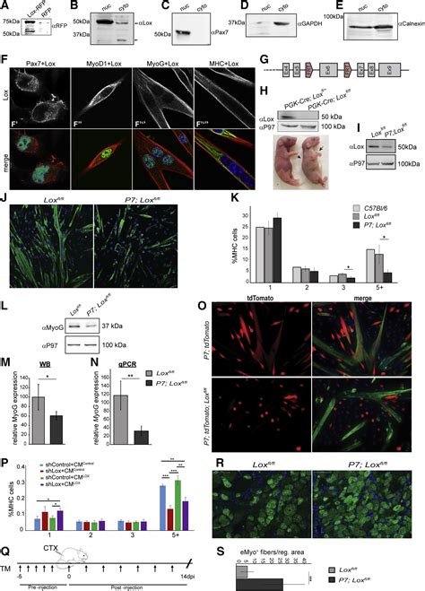 Intracellular Role For The Matrix Modifying Enzyme Lox In Regulating