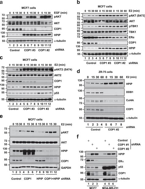 Cop1 Negatively Regulates Estrogens Dependent Tbk1 And Akt Activation