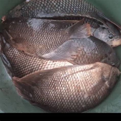 Jual Ikan Gurame Gurami Segar Gram Shopee Indonesia