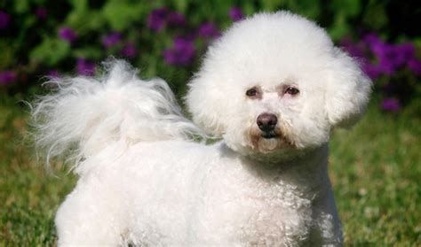 Bichon Frise Dog Breed Information, Images, Characteristics, Health