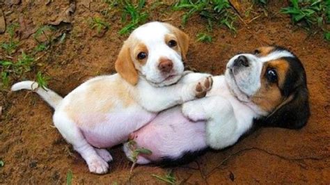 Funny And Soo Cute Beagle Puppies Compilation 01 Cutest Beagle Puppy