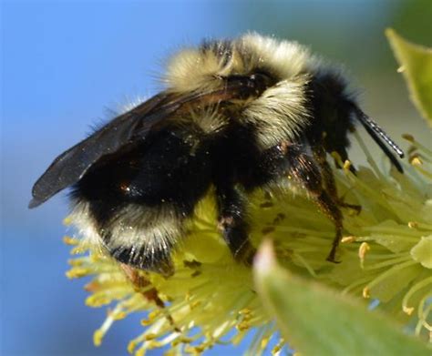 Bombus Bombus Flavidus Bugguidenet