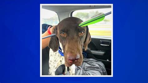 Dog Shot In Head With Arrow Miraculously Survives Medina County