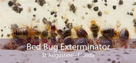 Bed Bug Exterminator St Augustine Fl Local And Affordable Bed Bug