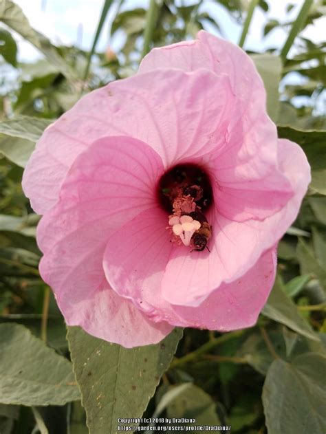 Woolly Rose Mallow Hibiscus Moscheutos Subsp Lasiocarpos In The Hibiscus Database