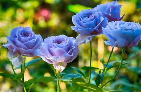 Uncover The Spiritual Meaning Of A Blue Rose In Dreams