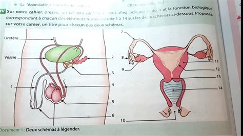 Univers plus SVT 2AC Correction des exercices d évaluation La