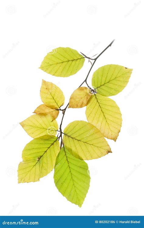 Beech Tree Leaves in Autumn Stock Photo - Image of leaf, tree: 80202186