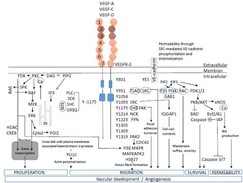 Vegfr 2 Tyrosine Phosphorylation Domains And Signal Transduction Koch