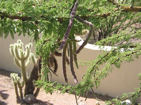 Fileacacia Schaffneri Seed Pods Psychonautwiki