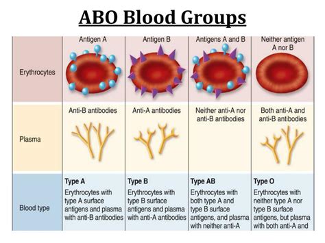 Ppt Abo Blood Groups Powerpoint Presentation Free Download Id2847004