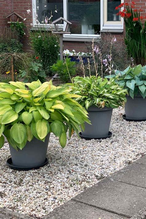 9 Captivating Hosta Varieties To Transform Your Garden Wonderland