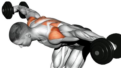 Seated Dumbbell Rear Delt Raise YouTube