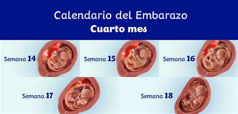 Etapas Del Embarazo 4 Meses