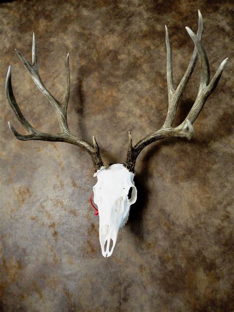 Pin On Skulls Antlers And Artwork