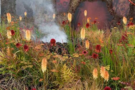 Achillea Walther Funcke Yarrow