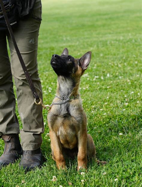 Better nutrition may lead to a larger belgian malinois size 15