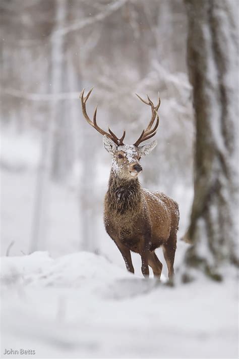 Winter Deer Photography